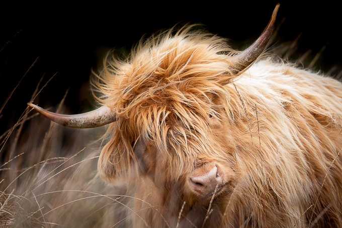  Highland Rod Stewart.....conservation grazing in the molinia (November 2019)